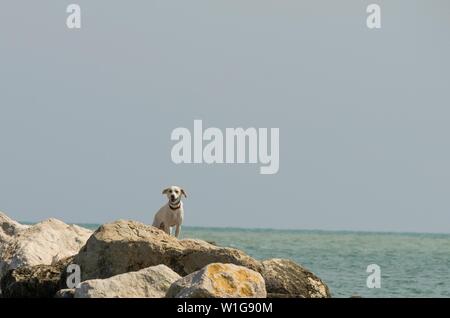 Chien sur les rochers à la recherche de quelqu'un Banque D'Images