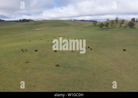 Vaches dans un champ vert herbeux dans l'outback australien Banque D'Images