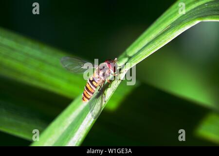 Hoverfly, parfois appelé fly fleur, syrphe ou Banque D'Images