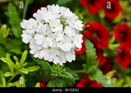 Verbena Lanai avec 'Blanc' calibrachoa Million Bells dans l'arrière-plan Banque D'Images