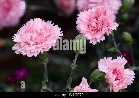 Dianthus plumarius 'Candy Floss' Banque D'Images