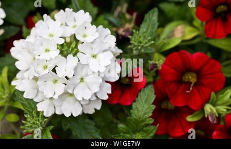 Verbena Lanai avec 'Blanc' calibrachoa Million Bells dans l'arrière-plan Banque D'Images