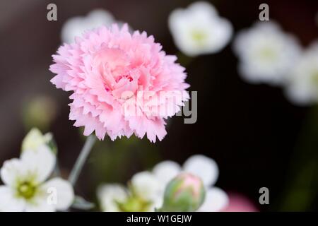 Dianthus plumarius 'Candy Floss' Banque D'Images