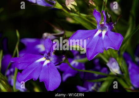 Lobelia erinus 'Mrs Clibran' Banque D'Images