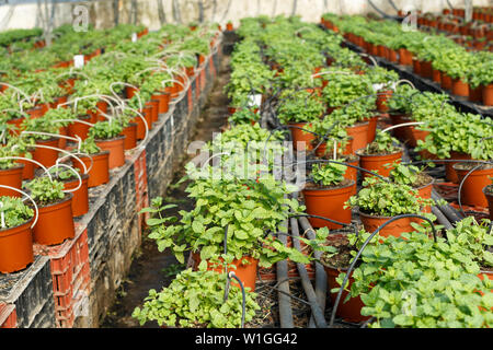 Rangées de pots avec menthe et croissante des émissions de fines herbes melissa Banque D'Images