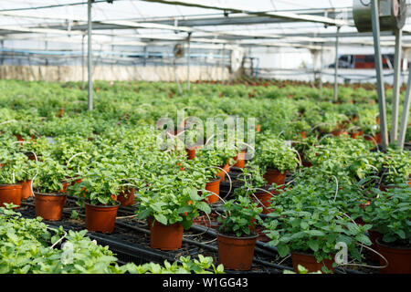 Rangées de pots avec menthe et croissante des émissions de fines herbes melissa Banque D'Images