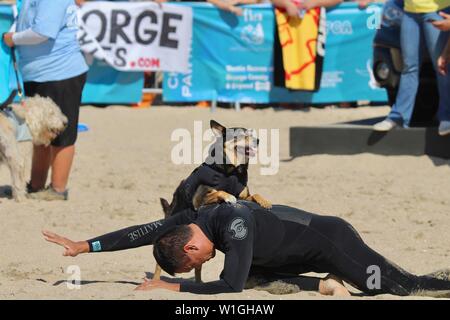 Abbie l'Australian kelpie chien de surf sur la plage avec son chien lors d'une manifestation de surf à Huntington Beach Californie Banque D'Images