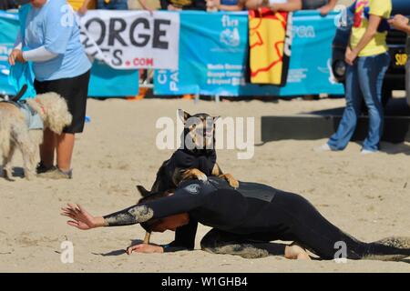 Abbie l'Australian kelpie chien de surf sur la plage avec son chien lors d'une manifestation de surf à Huntington Beach Californie Banque D'Images