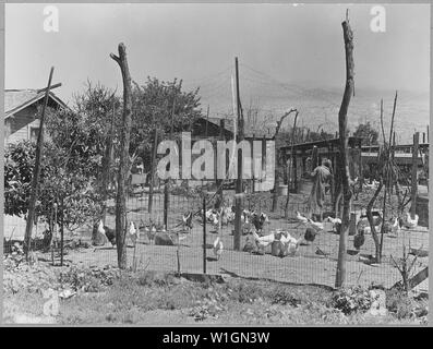 McFarland, comté de Kern, en Californie. Élever des Poulets est une entreprise principale dans ces régions rurales shack . . . ; Portée et contenu : la légende complète se lit comme suit : McFarland, comté de Kern, en Californie. Élever des Poulets est une entreprise principale dans ces régions rurales shack communes. Banque D'Images