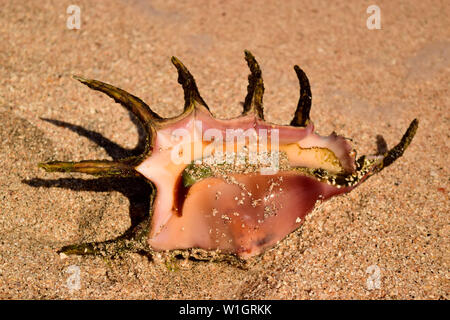Big shell sur une plage de sable fin close up Banque D'Images