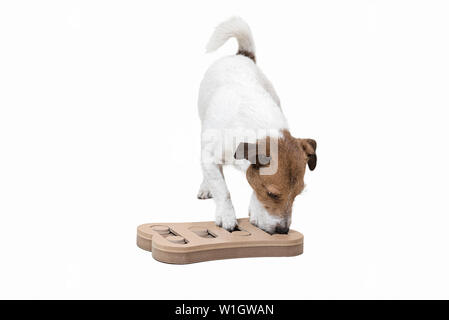 Au cours de l'activité de chien mentalement stimulant avec l'inhalation de puzzle game Banque D'Images