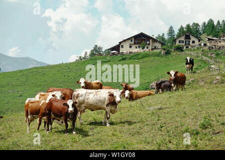 Vaches dans les Alpes italiennes Banque D'Images