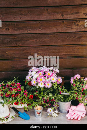 Beaucoup de différentes fleurs roses fleurs en pots et différents outils de jardinage sur table en bois avec planche en bois brun, arrière-plan. En été, Jardin co Banque D'Images