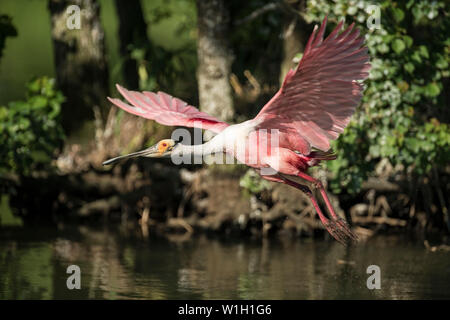 Roseate Spoonbill en vol Banque D'Images