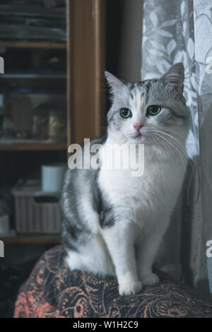 Museau de chat gris magnifique. Belle blanc avec rayures gris cat se trouve dans une atmosphère chaleureuse. british chat avec des yeux expressifs vert Banque D'Images
