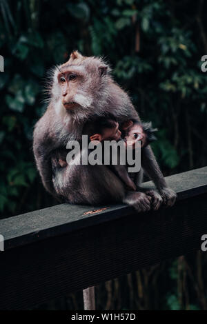 Singe Macaque mère tenant deux bébés sur les soins infirmiers le mamelon de la mère en forêt des singes d'Ubud à Bali, Indonésie. Banque D'Images