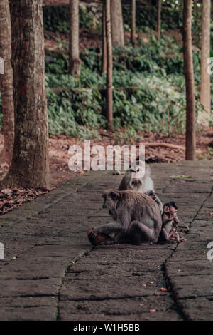 Singe Macaque adultes manger à l'extérieur d'une noix de coco avec son retour à un bébé singe macaque tandis qu'un autre regarde sur adultes à Forêt des Singes d'Ubud à Bali. Banque D'Images