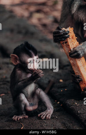 Close up d'un bébé singe macaque avec les mains à sa bouche et un singe adulte tenant un épi de maïs dans le contexte lors de forêt des singes d'Ubud à Bali. Banque D'Images