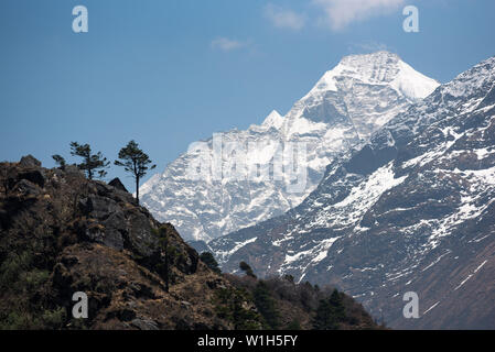 Lone Pine Tree sur le bord des montagnes de l'Himalaya au Népal avec une grande crête couverte de glace dans la distance Banque D'Images