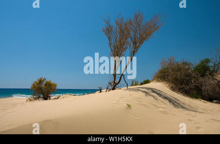 Un arbre se distingue d'une dune de sable sur la plage de Patara, près de Kalkan sur la côte lycienne de la Turquie le long de la mer Méditerranée. (C) 2010 Tom Kelly Banque D'Images