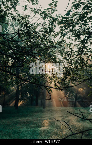 L'éclatement des rayons de lumière, les faisceaux lumineux à travers les arbres dans une forêt ou dans un parc au lever du soleil près de que Saylorville Lake, Polk City, Iowa. Banque D'Images