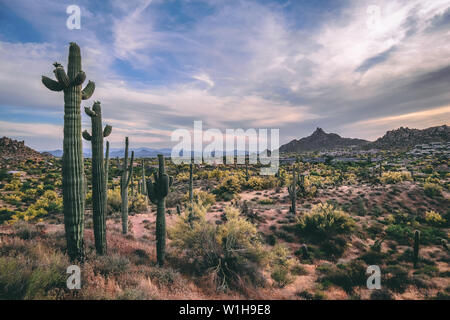 Scottsdale desert en fleurs au printemps Banque D'Images