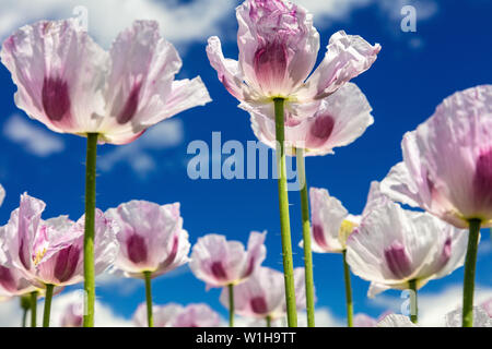 Close up photo de coquelicots fleurs rose dans un champ d'été avec ciel bleu et nuages blancs Banque D'Images