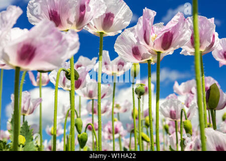 Close up photo de coquelicots fleurs rose dans un champ d'été avec ciel bleu et nuages blancs Banque D'Images
