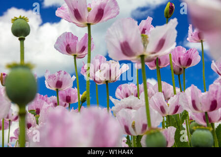 Close up photo de coquelicots fleurs rose dans un champ d'été avec ciel bleu et nuages blancs Banque D'Images