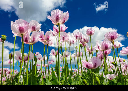 Close up photo de coquelicots fleurs rose dans un champ d'été avec ciel bleu et nuages blancs Banque D'Images