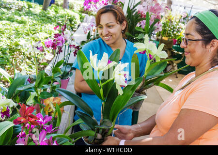 Miami Florida,Jackson Memorial Hospital,soins de santé,marché agricole,fermier,fermiers',fleurs,orchidée,plante,vente,shopping shopper shoppers shop sh Banque D'Images