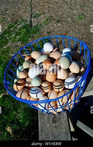 Multicolore, naturel, marron, vert et blanc de poulet oeufs dans un panier métallique bleu après avoir été récoltés sur une petite ferme en Californie, USA. Banque D'Images