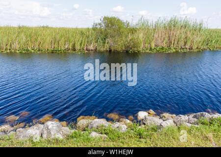 Miami Florida,I 75,Interstate 75,Alley alligator,les Everglades,canal,herbe,marais d'herbe de scie,zone humide,écosystème,environnement,drainage,les visiteurs voyagent t Banque D'Images