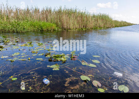 Miami Florida,I 75,Interstate 75,Alley alligator,les Everglades,canal,herbe,marais d'herbe de scie,marais de terre humide,écosystème,drainage,pollution,canette d'aluminium,déchets, Banque D'Images