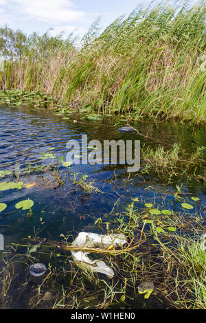 Miami Florida,I 75,Interstate 75,Alley alligator,les Everglades,canal,herbe,marais d'herbe de scie,marais de terre humide,écosystème,environnement,drainage,pollution,plastique Banque D'Images