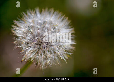 Macro photographie d'une graine de pissenlit puff, capturés à la haute montagne andine centrale de Colombie. Banque D'Images