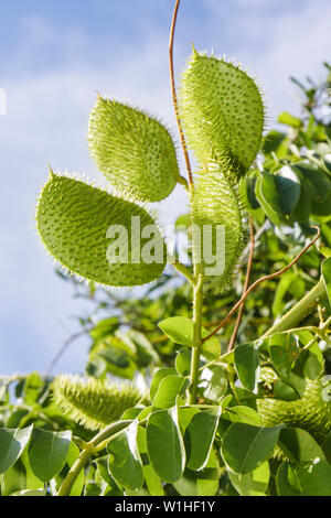 Florida Lee County,Bonita Springs,Gulf of Mexico Coast,Black Island,Carl E. Johnson public Park,Niccurbean,végétation indigène,Caesalpinia bonduc,tropique Banque D'Images