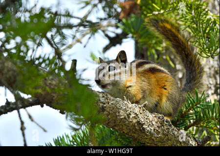 Un tout petit moins 'chipmunk Eutamias minimus', cherche à cacher sur une branche d'arbre dans des régions rurales de l'Alberta, Canada. Banque D'Images