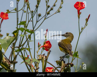 Peu Spiderhunter (Arachnothera longirostra) 'course' longirostra Banque D'Images