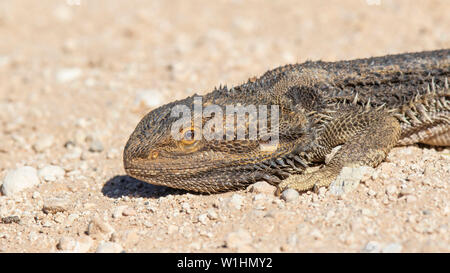 Le centre de dragon barbu (Pogona vitticeps) Banque D'Images