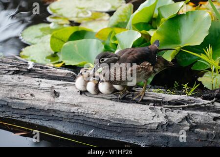 Canard et canetons sur un journal Banque D'Images