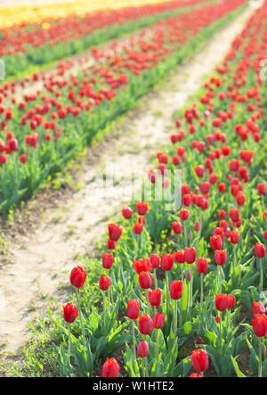 Champ de tulipes en fleurs en Pays-Bas, les rangées de fleurs roses et jaunes. Conception de l'agriculture. Paysage de printemps Banque D'Images