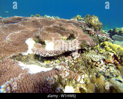 Corail Acropora autrement en bonne santé c'est être mangés par les escargots mangeurs de corail pourpre (Drupella sp.), Mangalilliu, Efate, Vanuatu Banque D'Images