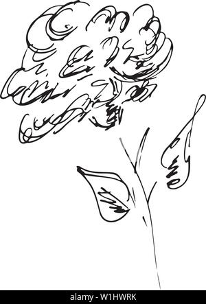Hand Drawn Vector Illustrations de résumé Rose Flower isolated on White. Croquis dessinés à la main, d'une fleur. Illustration de Vecteur