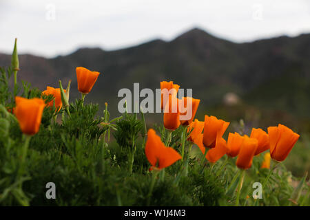 Arizona fleurs sauvages dans le désert de Sonora Banque D'Images