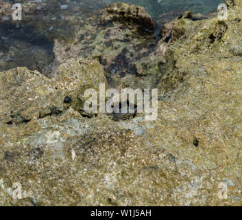 Crabe noir hawaïen se cachant dans une crevasse au bord de l'eau sur Oahu, Hawaii Banque D'Images