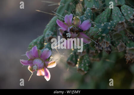 Les abeilles assis sur un cactus flower violet Banque D'Images