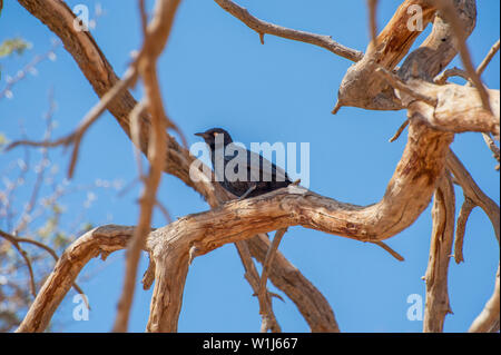 Fork-tailed drongo (Dicrurus adsimilis) dans un camel thorn Acacia à Sossusvlei, Namib-Naukluft National Park, Namibie, Afrique du Sud. Banque D'Images