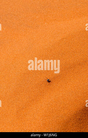 Un scarabée scurries dans une dune de sable. Photographié au red dunes de sable de Namib-Naukluft National Park, la Namibie. La couleur rouge est une indication de Banque D'Images