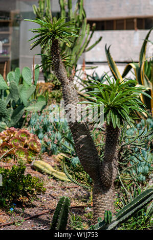 Pachypodium lamerei (Madagascar Palm) dans un jardin de cactus et succulentes photographiés à Tel Aviv, Israël en mai Banque D'Images